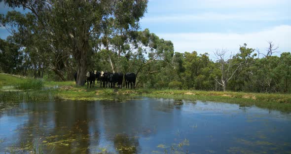 A dam in rural Victoria Australia with black and white cattle sheltering from the heat next to it.