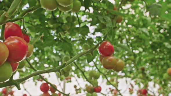 Tracking shot of Tomatoes in a greenhouse