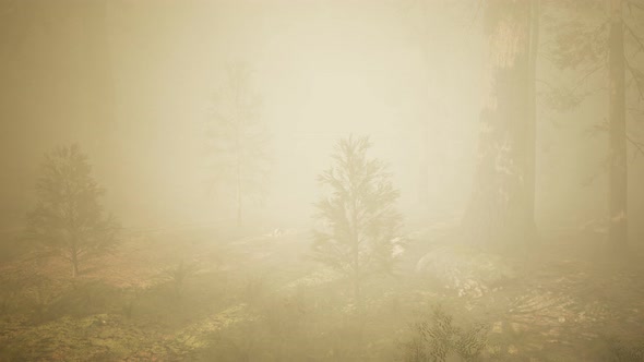 Autumn Forest and Trees in Morning Fog alt