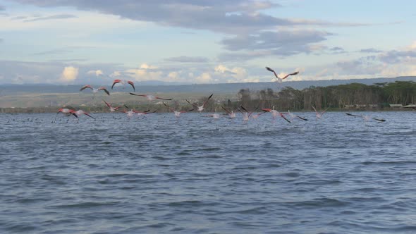 Flamingos flying above Lake Naivasha, Kenya 