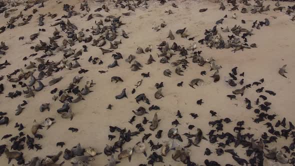 Aerial footage of the beach with the colony of seals with their babies, Namibia