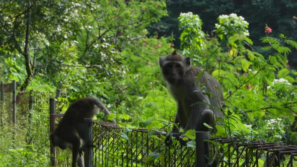 Two Monkeys In The Forest With A Natural Beautiful View