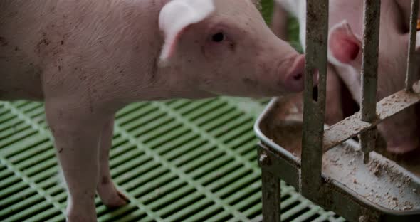 Pigs at Livestock Farm Pork Production Piglet Breeding