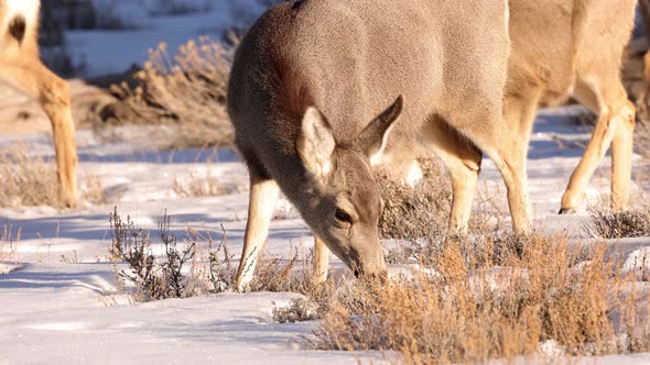 A herd of deer grazing in the Rocky Mountain National Park