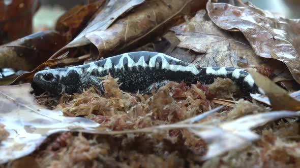 shots of north carolina native salamanders