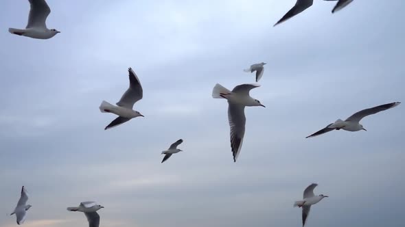 Seagulls Flying In The Gray Clean Sky. Close Up Flock Of Birds Flies Slow Motion. 5 alt