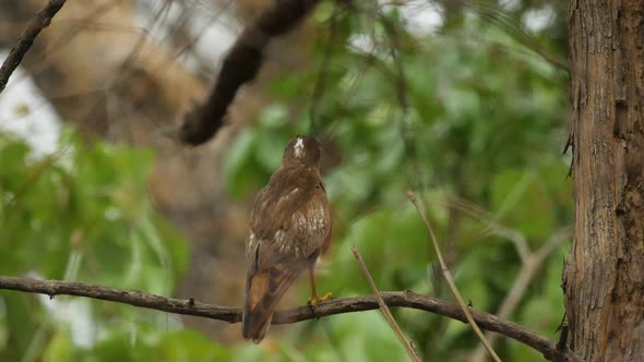 White eyed buzzard sits on a branch and watches the forest for next meal
