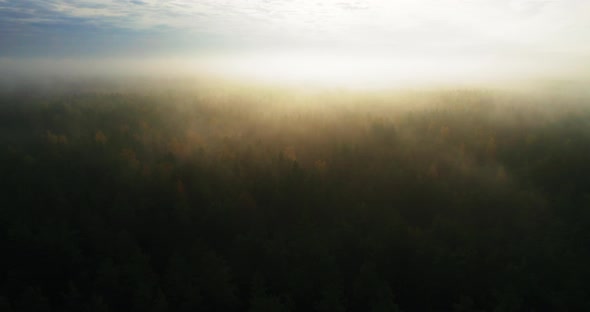 Misty Dawn Over a Dense Coniferous Forest