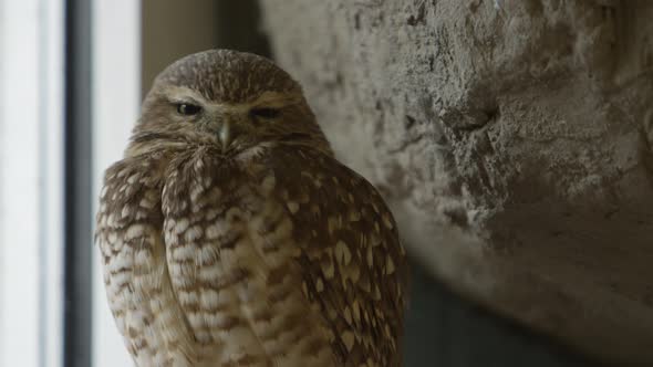 burrowing owl looks around from its perch.