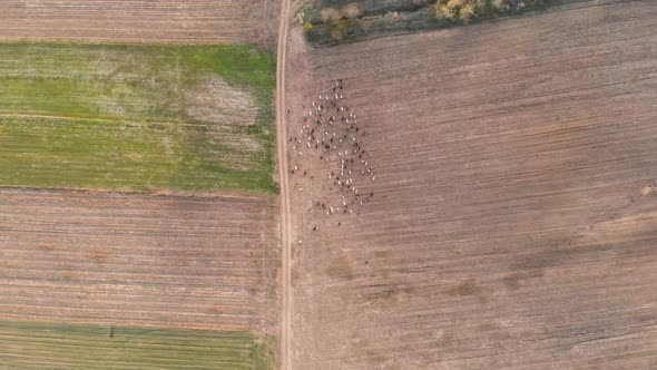 Aerial view of a pack of sheep,ing over bare farmlands, sunny, autumn day - top down, drone shot