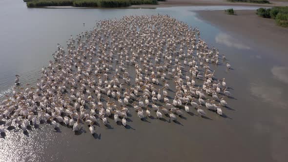 Pelican Colony at Besalma Lake in Moldova