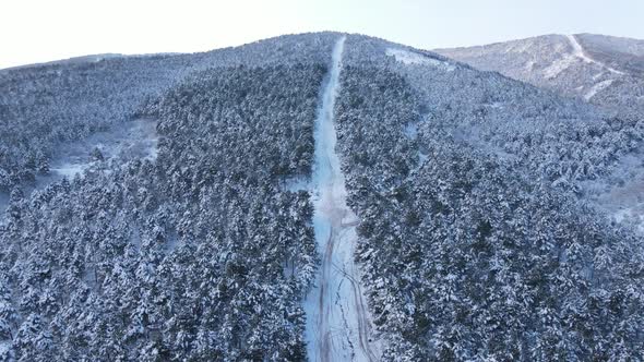 Winter Forest Road