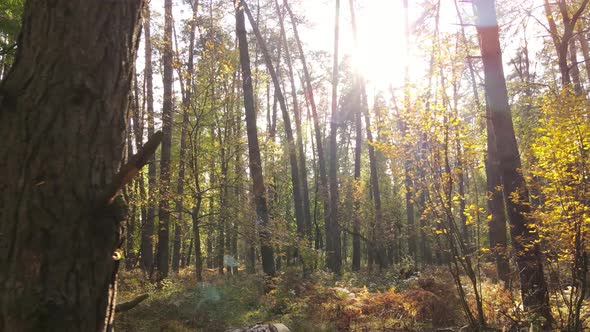 Forest with Trees in the Fall During the Day