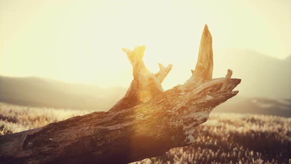 Old Tree Stump Trunk on the Hill at Sunset