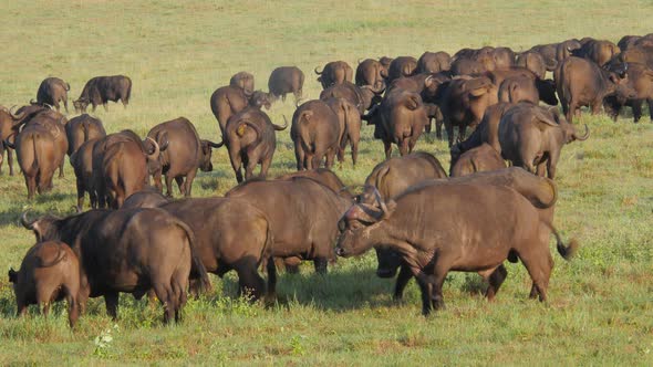 Buffalos angry at each other in Ngorongoro crater Tanzania