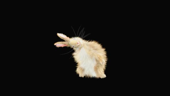 Rabbit Dancing HD