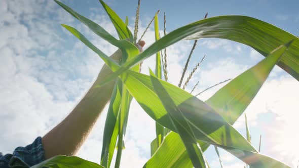 Farmer Hand Touching Green Leaves of Corn on Sky Background