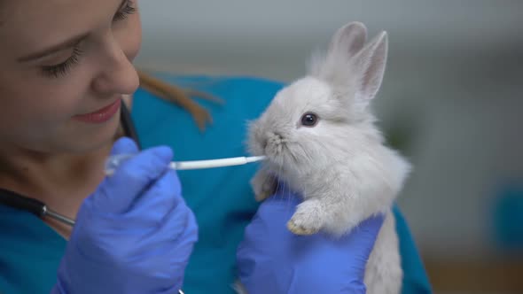 Vet Giving Rabbit Medications With Pipette, Antibiotics or Anthelmintic Drugs