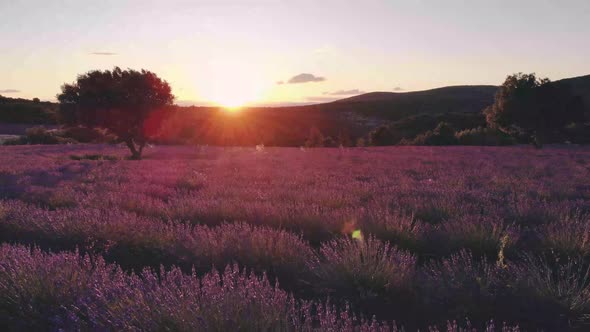 Valensole Plateau Provence Southern France