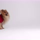 Pomeranian Spitz eats a granulles - VideoHive Item for Sale