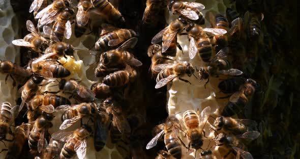 |European Honey Bee, apis mellifera, Bees on a wild Ray, Bees working on Alveolus