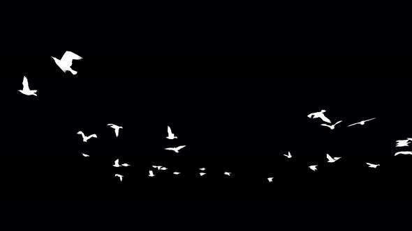 4K Seagulls White Silhouette alt