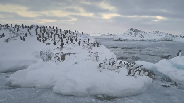 Gentoo Penguin Jump Glacier Antarctica Water