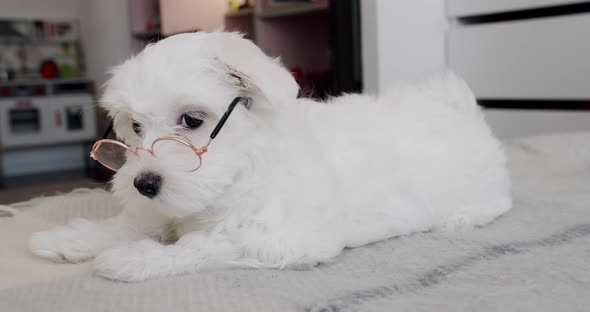 Little Purebred Puppy Bichon Frise with Little Glasses is Playing in the Bedroom