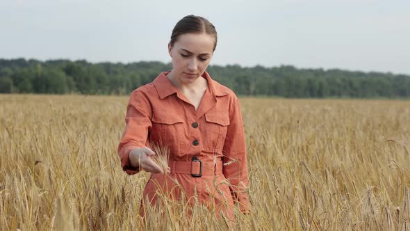 Agronomist checking the field of cereals and sends data to the cloud from the tablet