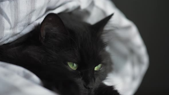 Black Fluffy Cat with Green Eyes Lies Wrapped in a Blanket