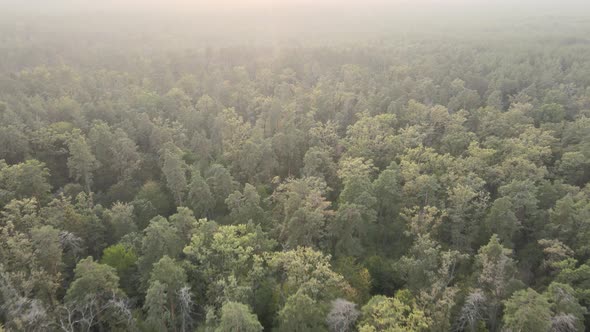 Aerial View of a Green Forest on a Summer Day