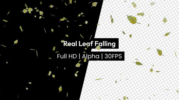 Real Green Leaf Falling Rain Leaves With Alpha