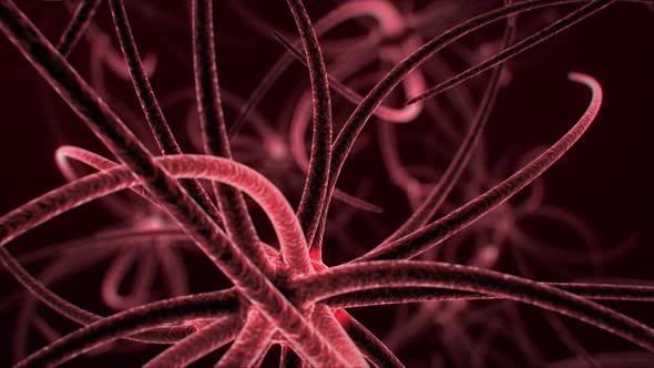 Nerve Signal Transmission alt