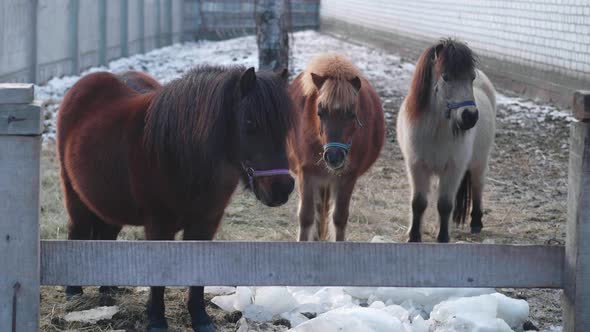 Closeup of Three Ponies on Ranch in Winter Time