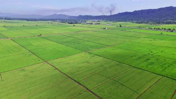 Rice field at Bonao in Dominican Republic. Aerial forward