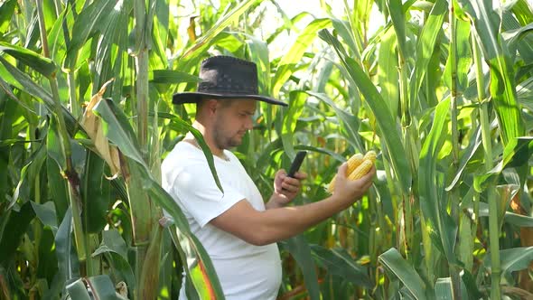 A farmer exploring a corn crop