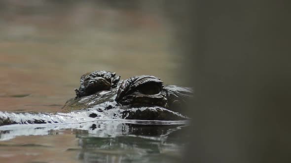 Eyes of Gharial in the River