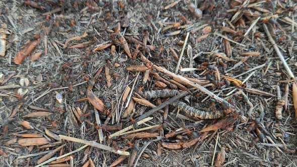 Big Anthill in the Forest Close Up