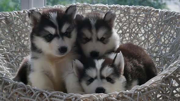 Group Of Siberian Husky Puppies Sleeping On White Wicker Chair Under Sunlight Slow Motion 3