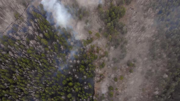 The Border of a Forest Fire in the Forest. Puffs of Smoke Rise From a Burnt Forest