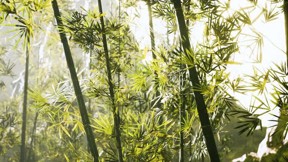 Bamboo Forest in Southern China