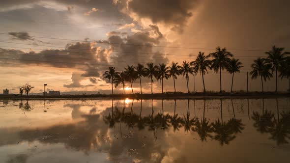 Timelapse reflection row of coconut trees 