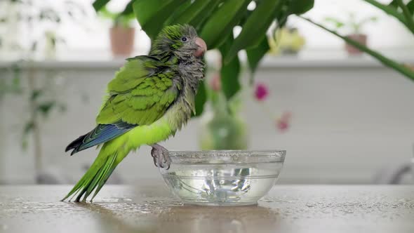 A Young Green Quaker Parrot Drinks Water and Bathes with a Glass Bowl