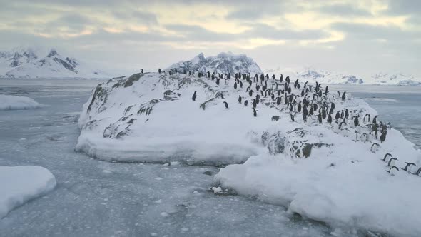 Swimming, Jumping Penguin Colony. Antarctica.