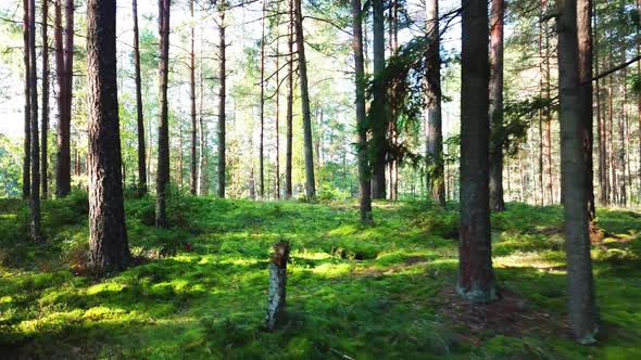 Morning In A Pine Forest