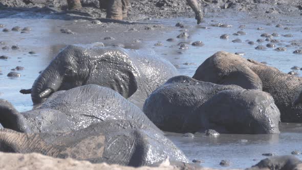 Herd of African Bush elephants enjoying a mud bath