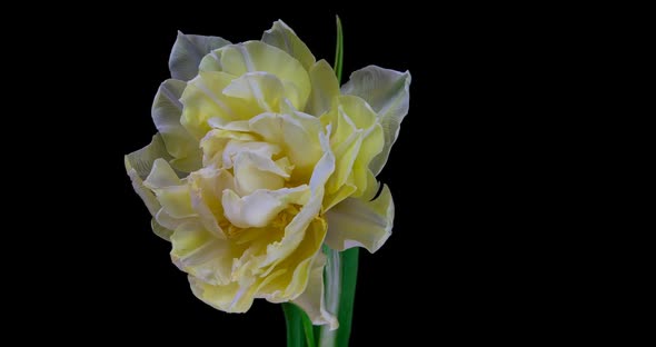 White Tulip Blooms on a Black Background, Alpha Channel  Resolution