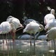 Flock of White and Pink Flamingoes Cleaning Thei Feather in Green Pond in Summer - VideoHive Item for Sale