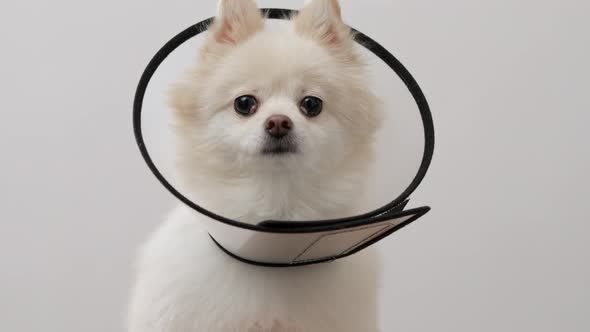 Pomeranian with a space collar