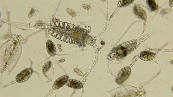 Zooplankton and Plankton of the Black Sea Under a Microscope, Species Diversity Crustaceans